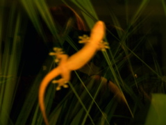 gecko